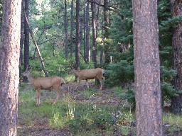 Deer near Head of Dean